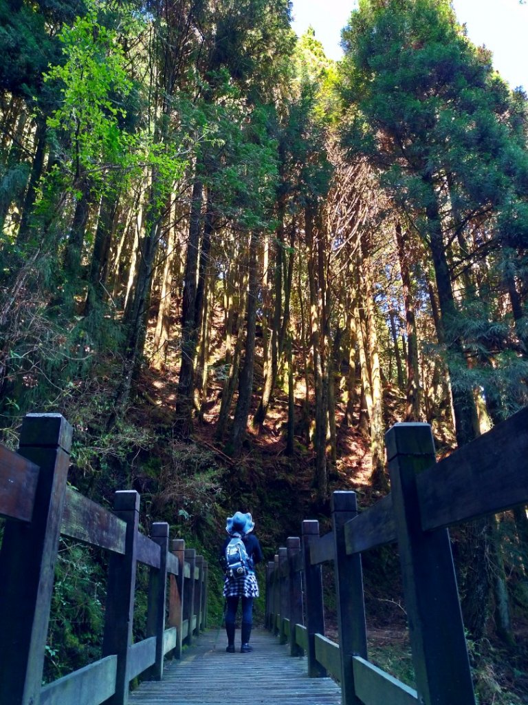 檜山巨木群步道_1662856