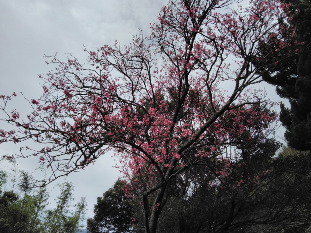 20200317(二）行義路登七星山O行_882816