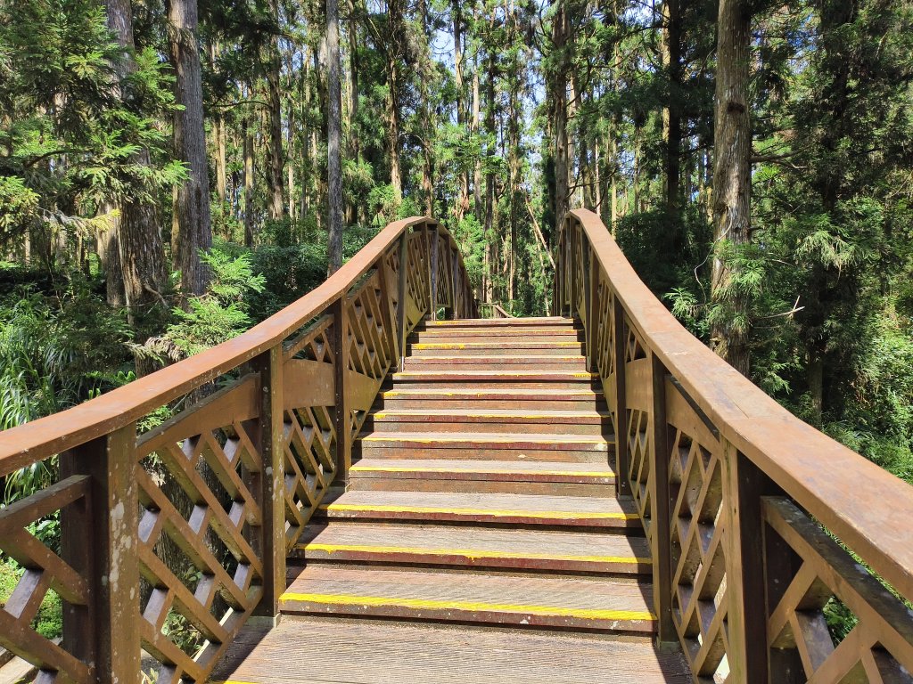 [百山百鳥尋旅-05/15] 2025_0830 溪頭賞鳥步道_銀杏步道封面圖