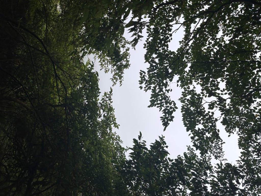 獅仔頭山_2601949