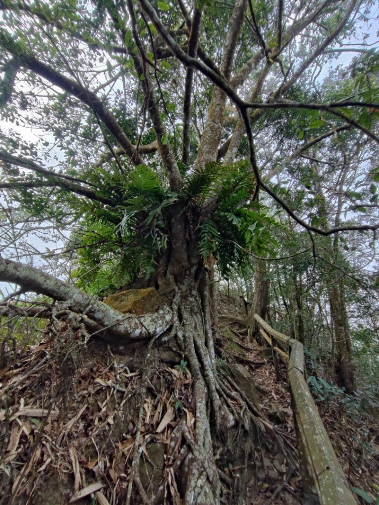 九份二山-小百岳#47-南投縣國姓鄉_2471133