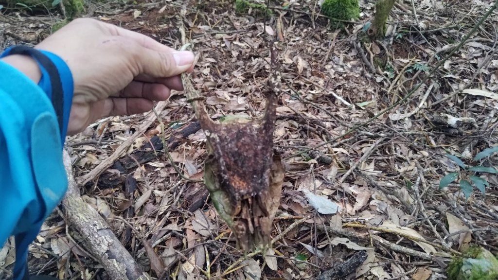 嘉義縣最遙遠的南霞山封面圖