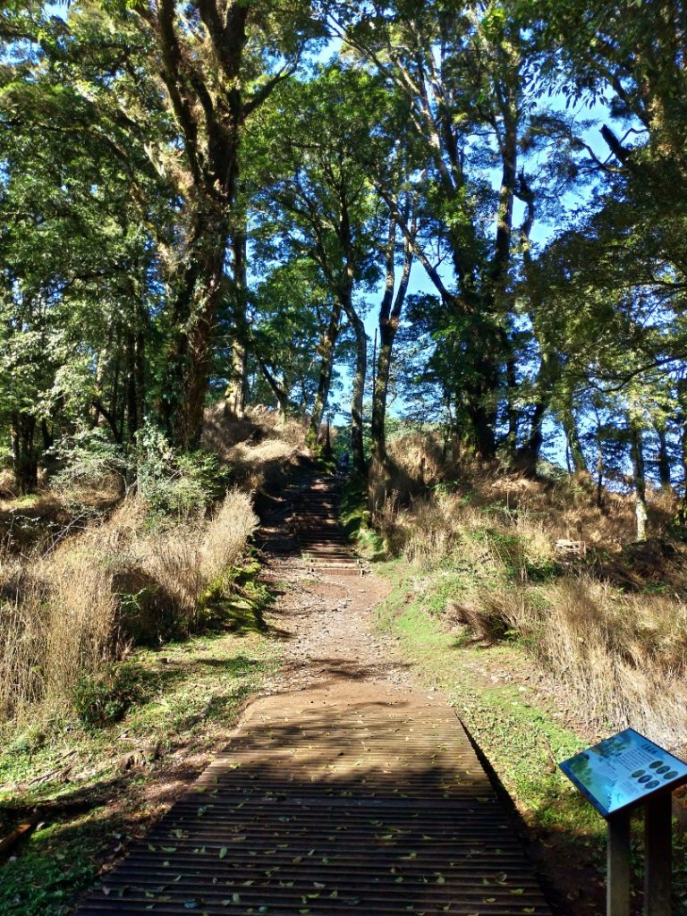 檜山巨木群步道_1662806