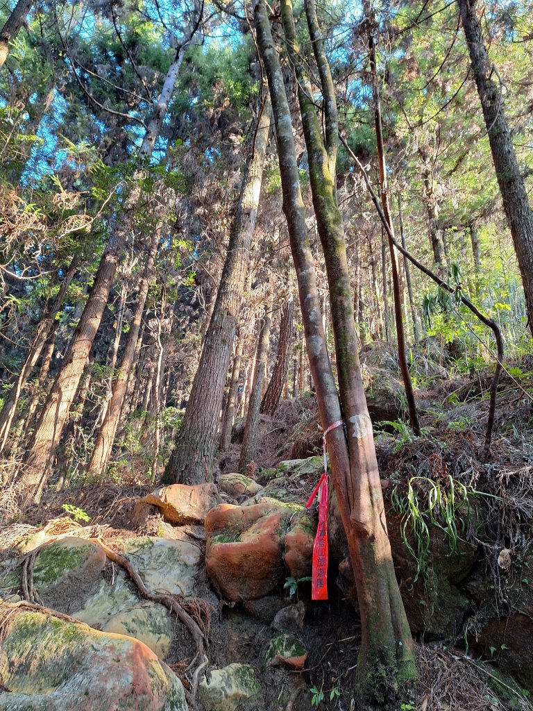 二萬坪山+屏遮那山+二萬坪神木區_2439917