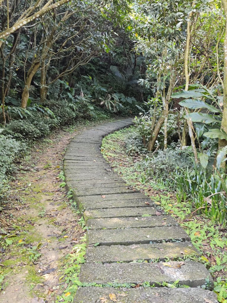 2026-0221造鎮-太極嶺-桐花公園-承天禪寺-永寧站_3005850