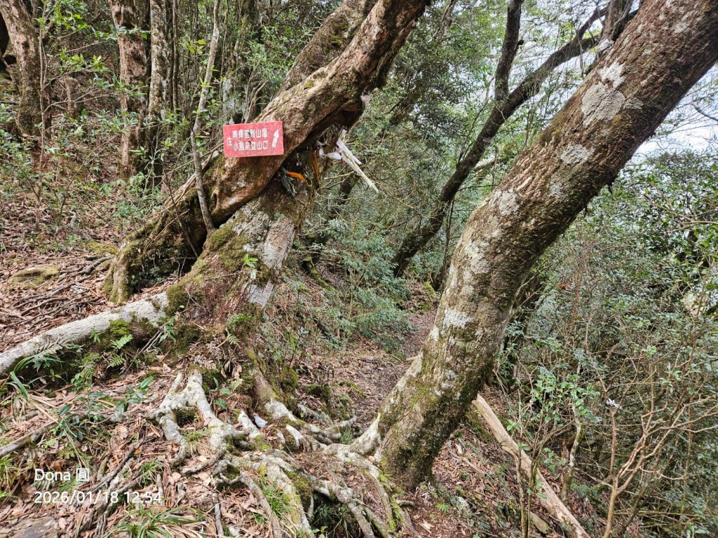 20260118南插天山.魯培山.上宇內山(南插北峰)_2989813