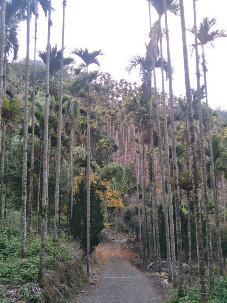 後尖山步道_1995276