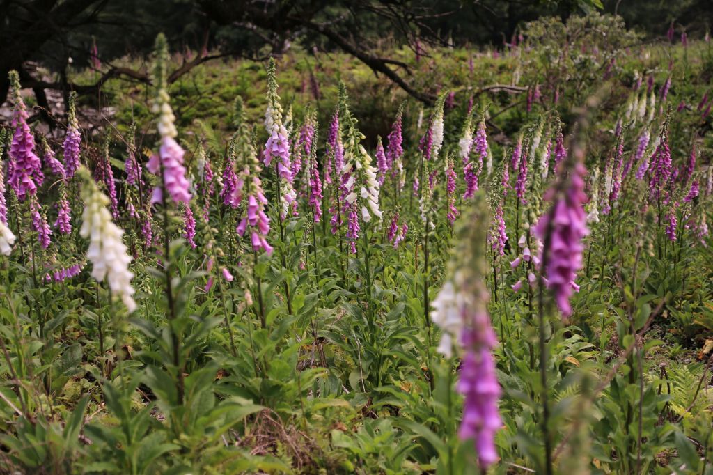 南三段童話世界_332225