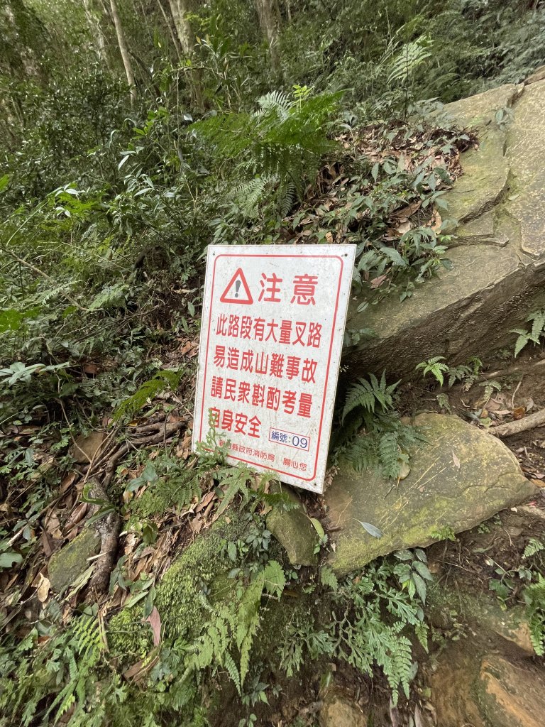 喜遇水晶蘭及翹距根結蘭-北得拉曼巨木步道1110310_1636067