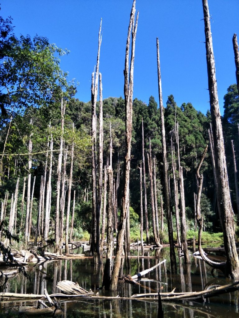 忘憂森林(水位上升)_1478229