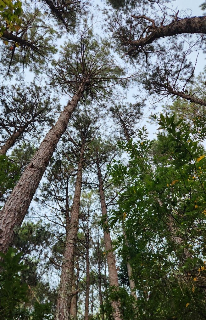【中級山】馬武霸山，實至名歸的百岳觀景台_2937700