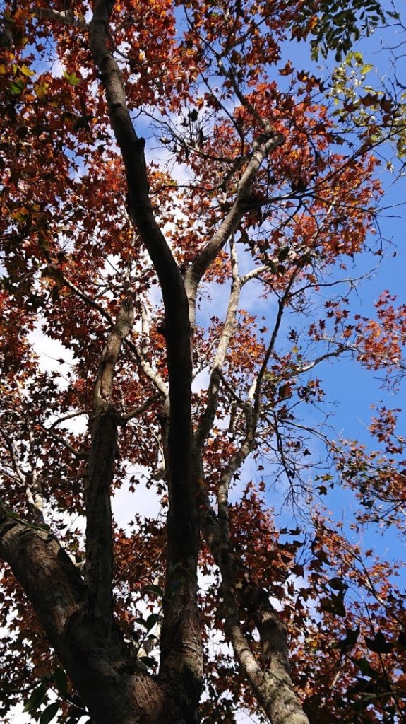 馬那邦山O走_2370101