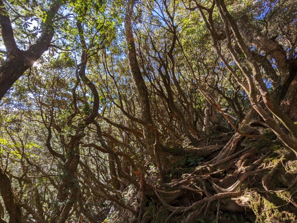 魯培山南插天山_2357458