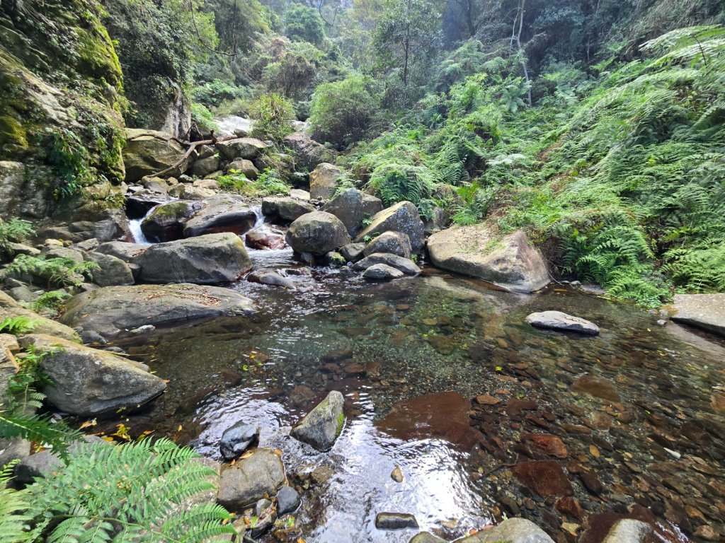 蝶夢八唐（裡冷登山口往返）八仙山出雲海下山順賞富士櫻_2722692