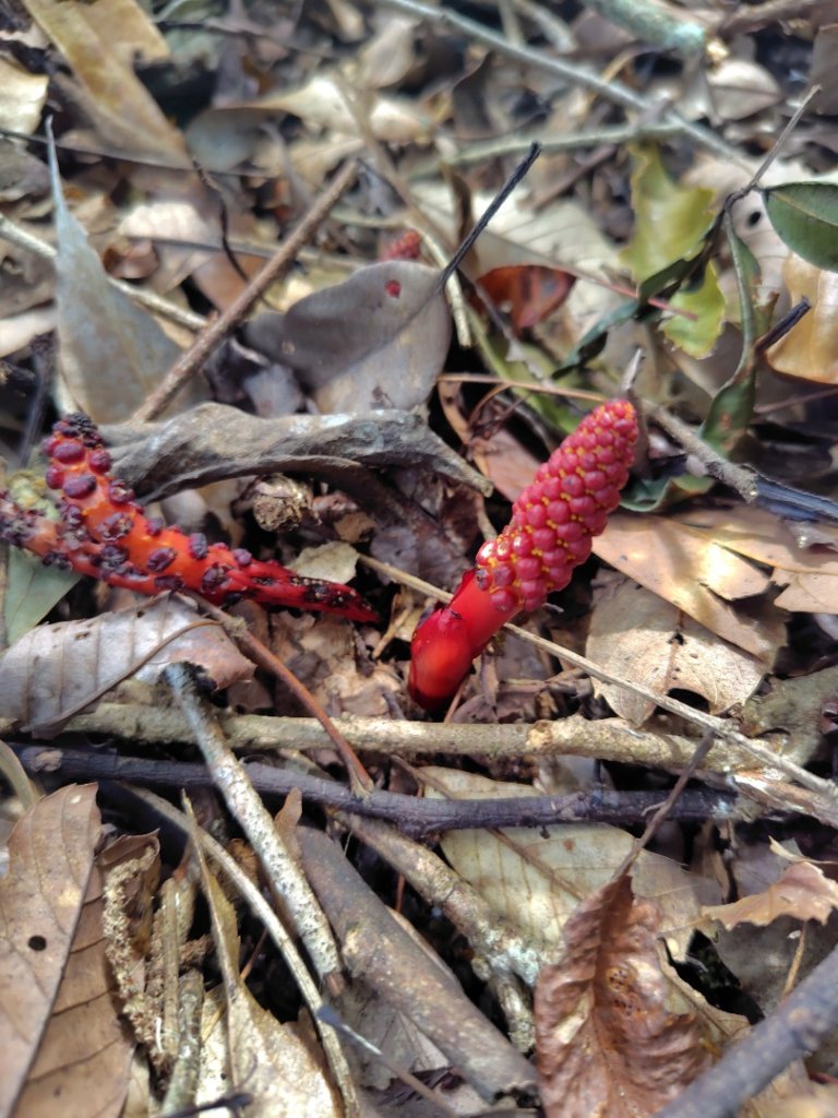 南東眼山連走有勝山_2918699