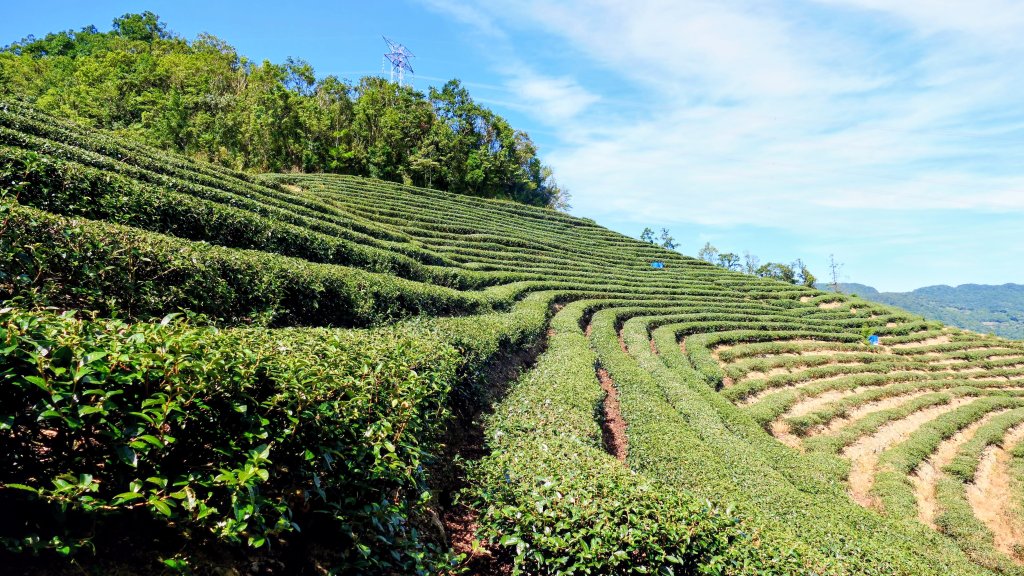 黃櫸皮寮山封面圖