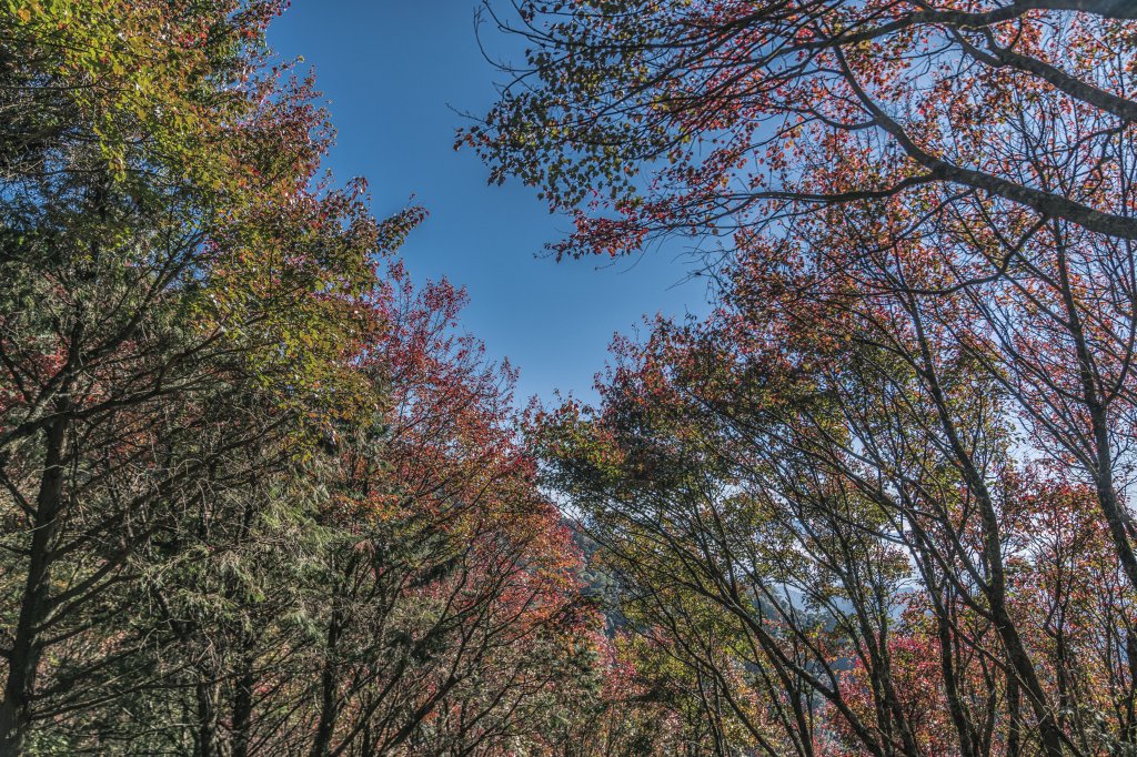 20221222稍來山_1964807