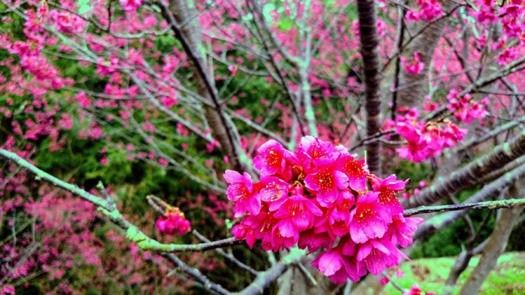 協雲宮的櫻花_256323