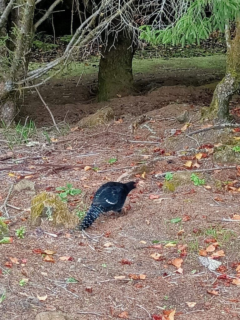 阿里山國家森林遊樂區_1710435