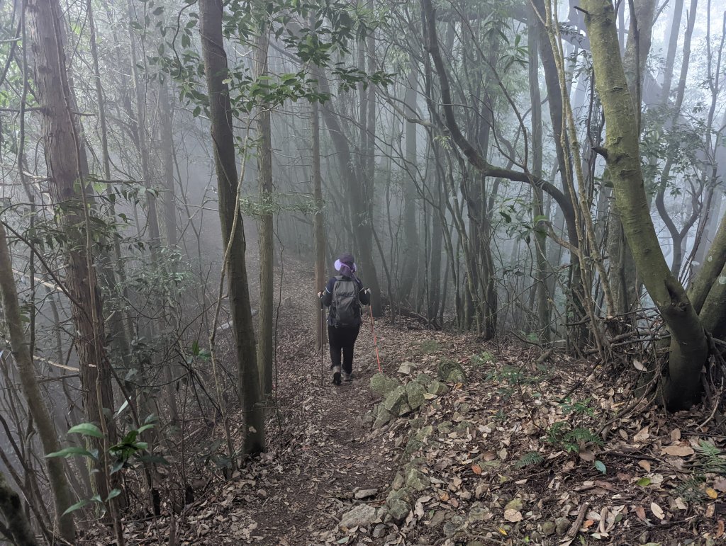 谷關七雄：屋我尾山（大雪山林道來回）封面圖