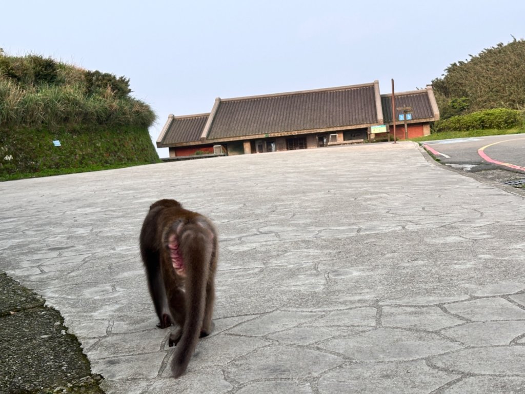 臺北大縱走第三段 小油坑》風櫃嘴_2478222