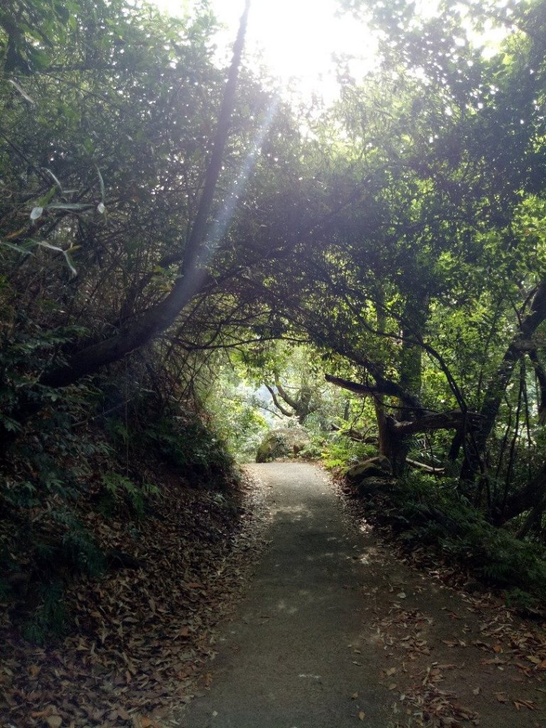 大屯谷秘境~大屯南峰~竹子湖_449178