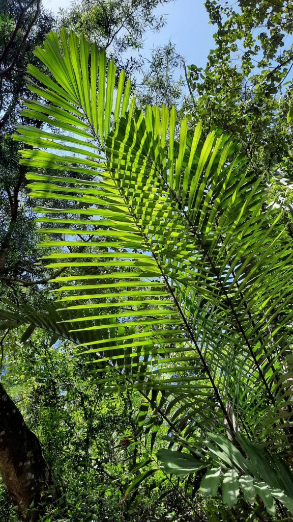 《雲林》紫斑蝶廊道｜龍過脈森林步道20220404_1662244