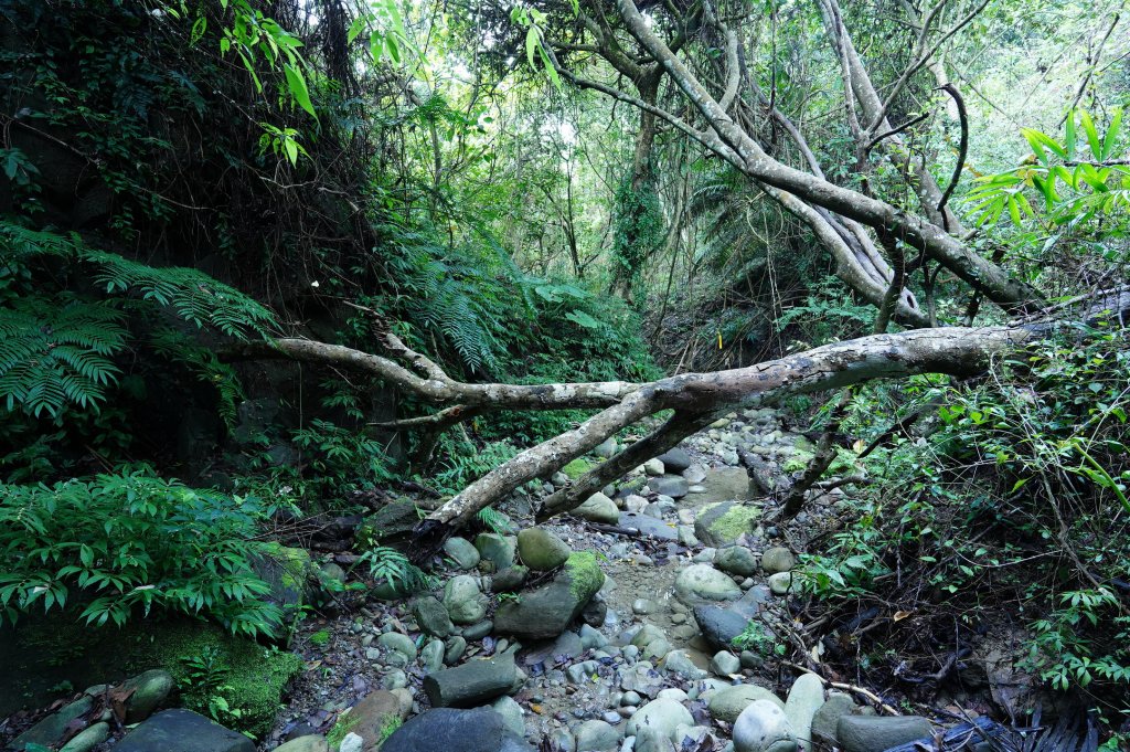 臺中 霧峰 奧山、砲台山_2715350