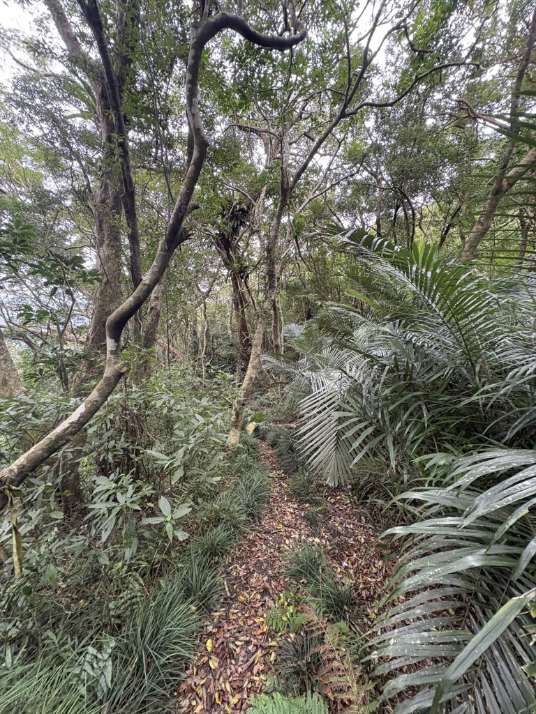 20251129女仍山步道_2951827