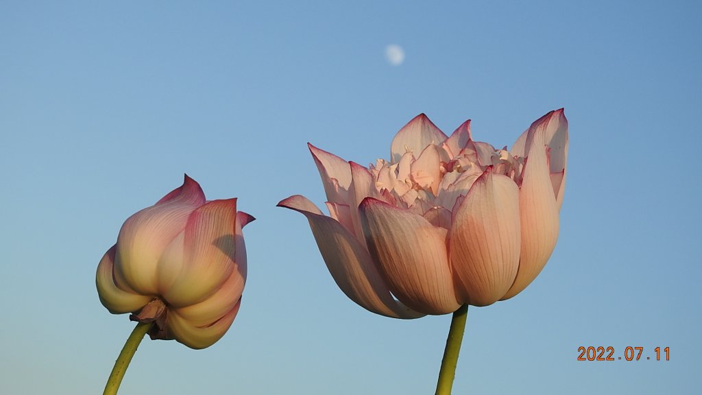 雲山水花鳥蝶 - 天龍國阿伯的日常 7/8&11_1760535