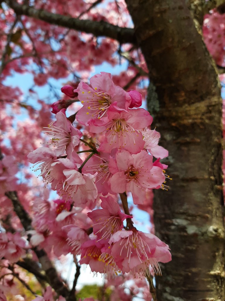 櫻花樹下的浪漫〡千櫻園_874652