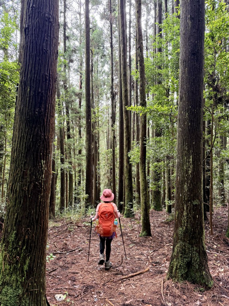 司馬限林道 訪 北坑駐在所_2811073