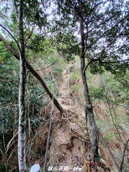 【苗栗銅鑼】健行賞花兩相宜。 銅鑼雙峰山x2023杭菊花季_2355274