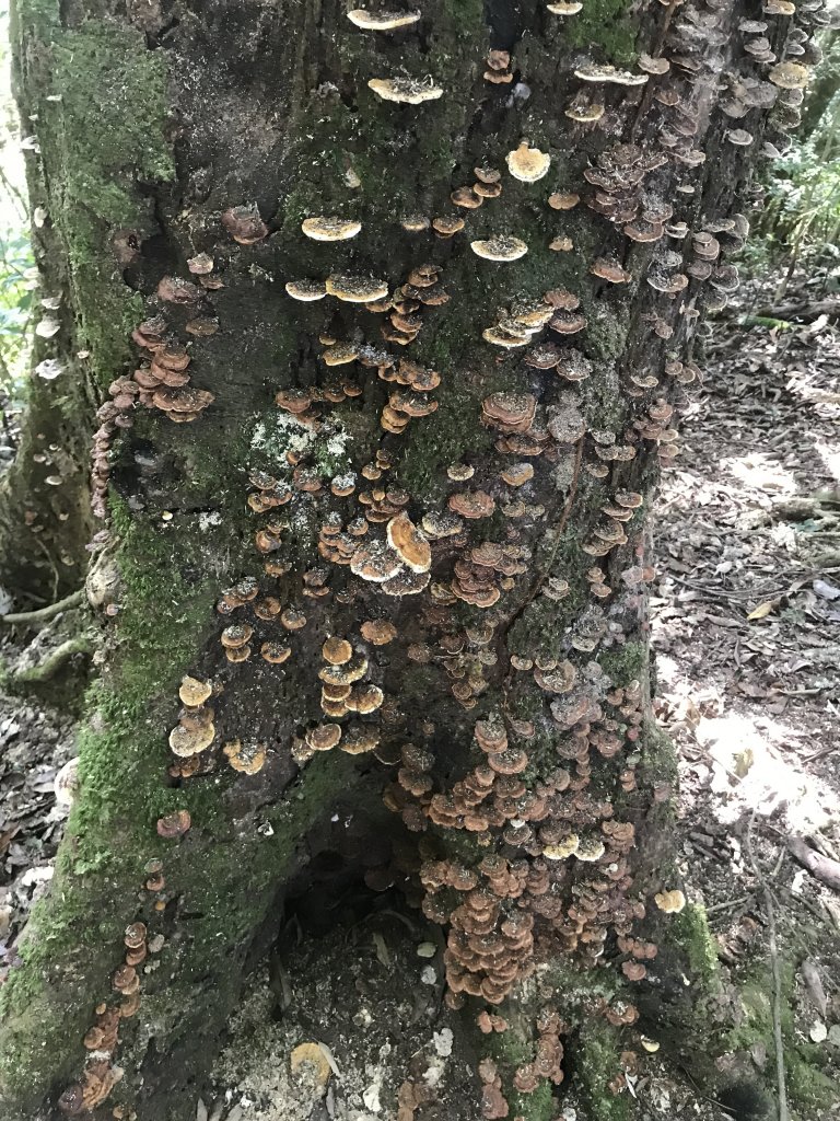 哈盆古道-波露南山-波露山O型走_1475874