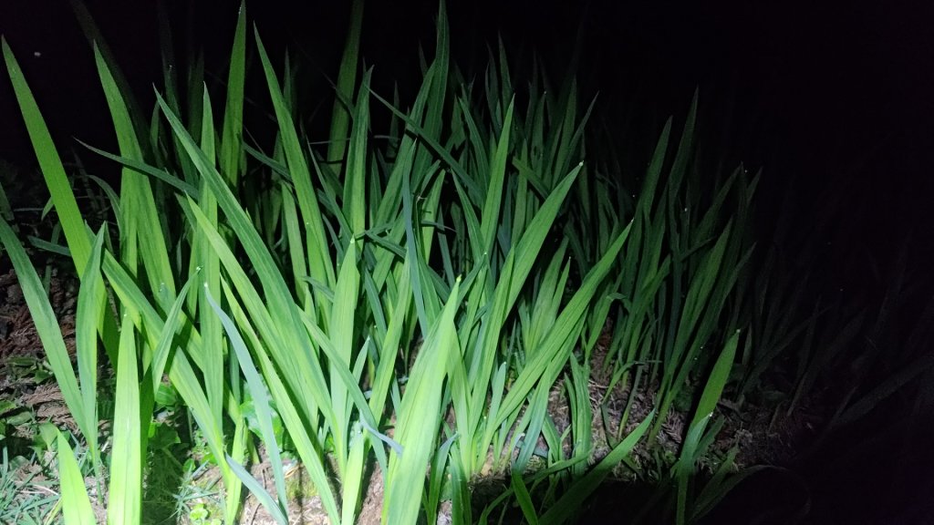 梅峰山地農場立鷹山_2749312