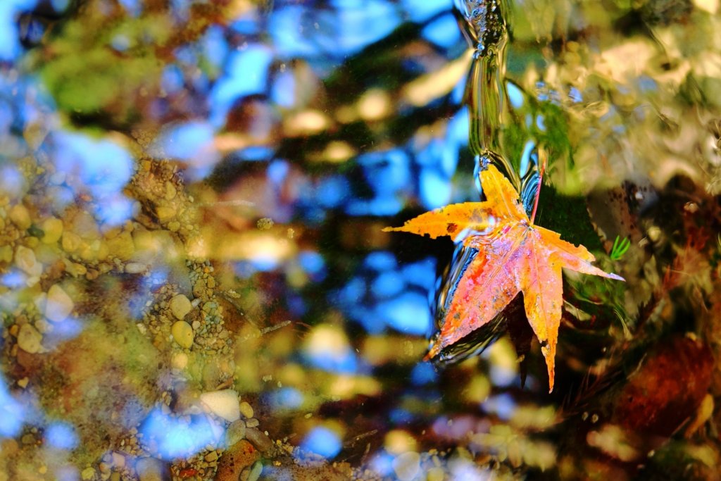 光影森林-那結山縱走貴妃山_773693