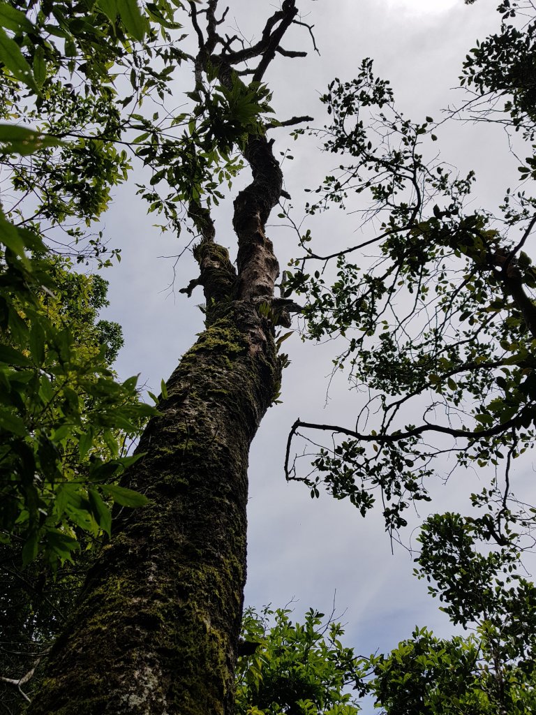 復興三尖之那結山_1423077