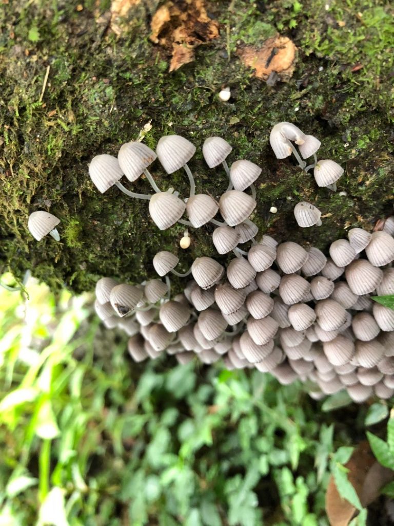 180902貓仔們第二座小百岳東眼山_397369