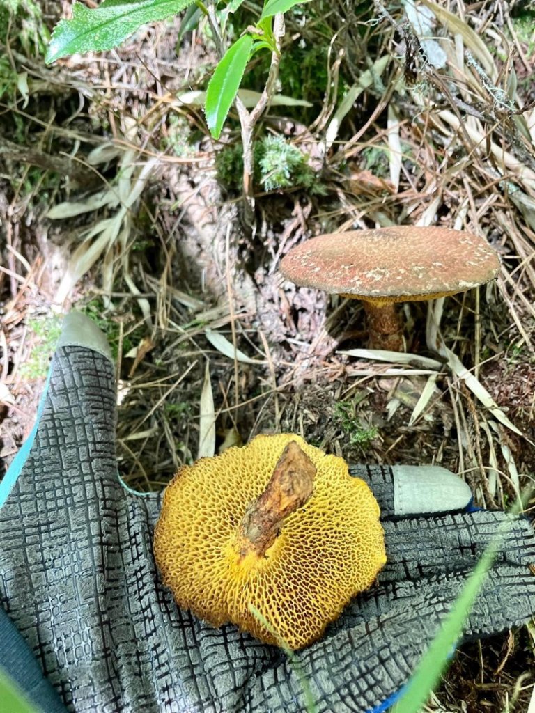 山野中的小精靈🧚‍♂️_1904315