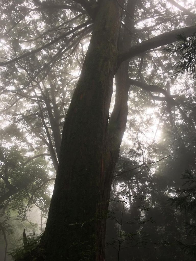 觀霧檜山巨木森林步道_171778