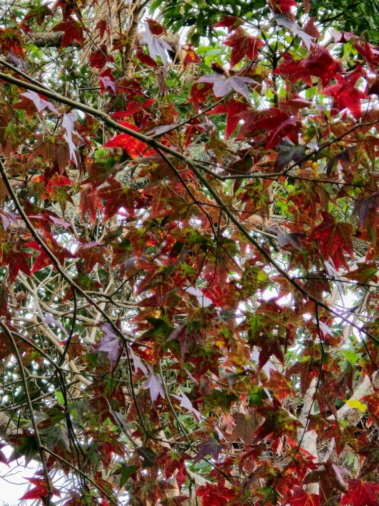 馬那邦山之雲海／雲瀑／楓紅／太陽琉璃光_2668247