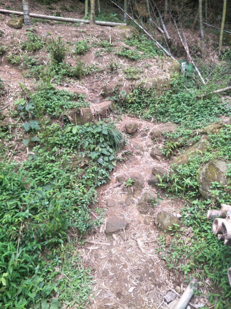 溪頭山步道_1452829