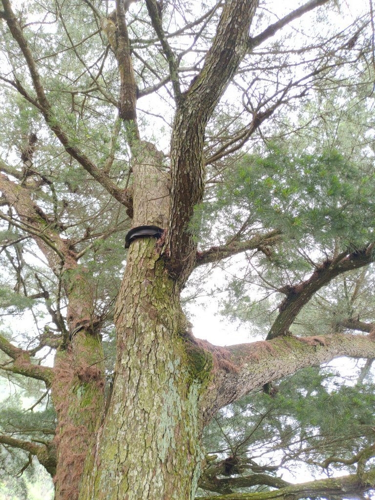 20230610大坑3-1號4號步道_2178916