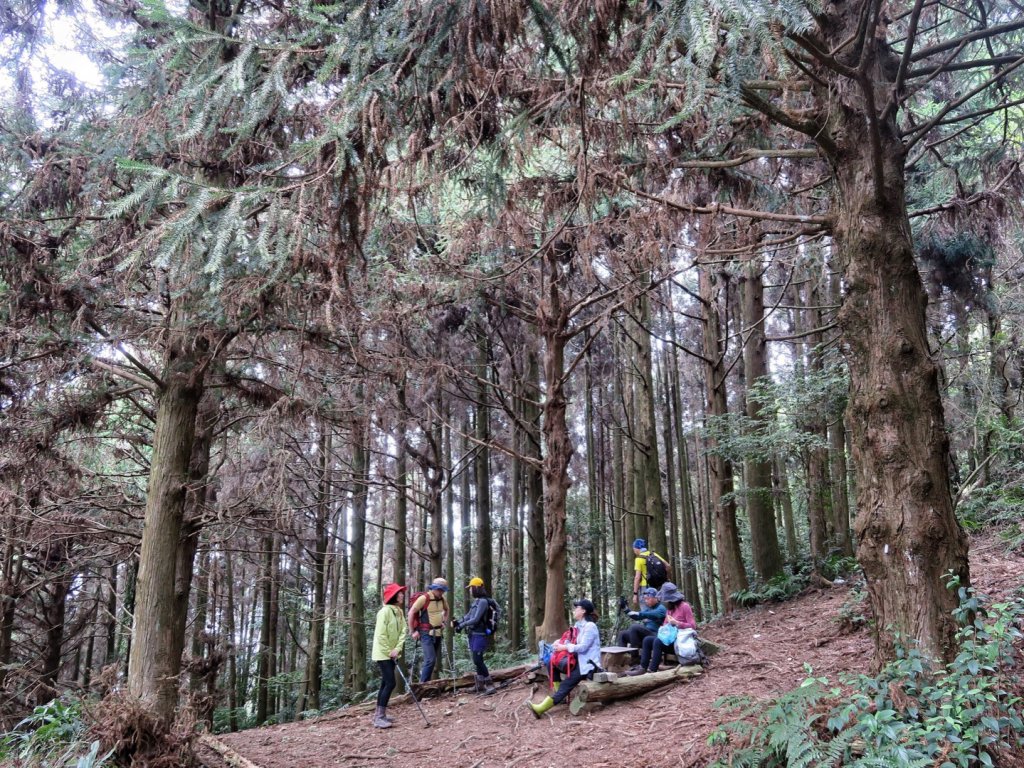 大雪山 長壽山 （肥崠山） 全台最大香杉林_1369674