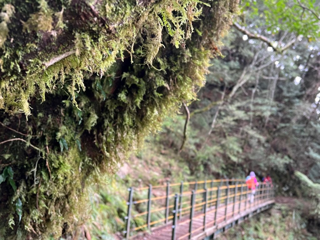 龍麟山-藤枝森林遊樂區-藤枝山-中之關_1608257