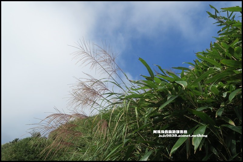 宜蘭礁溪。抹茶山聖母登山步道｜走到軟腿的_1189174