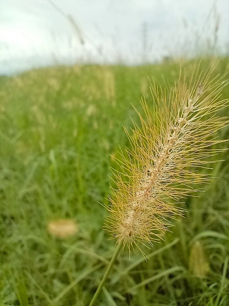 台北大縱走第八段_2275102
