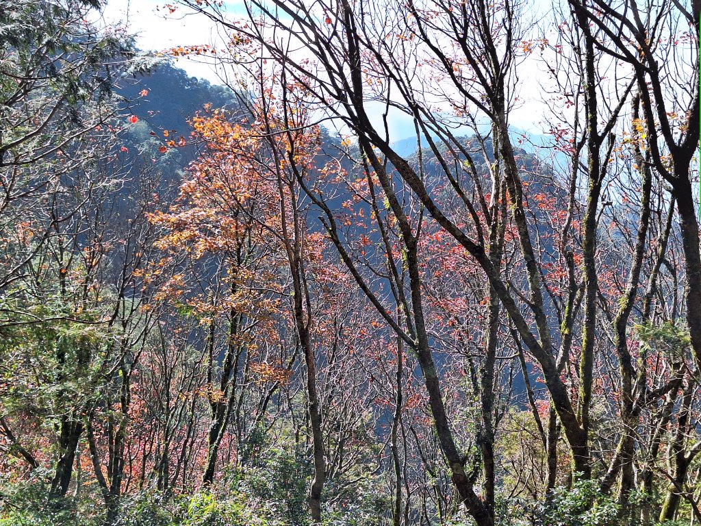 稍來神木+稍來山+稍來山南峰O型20241229_2679016