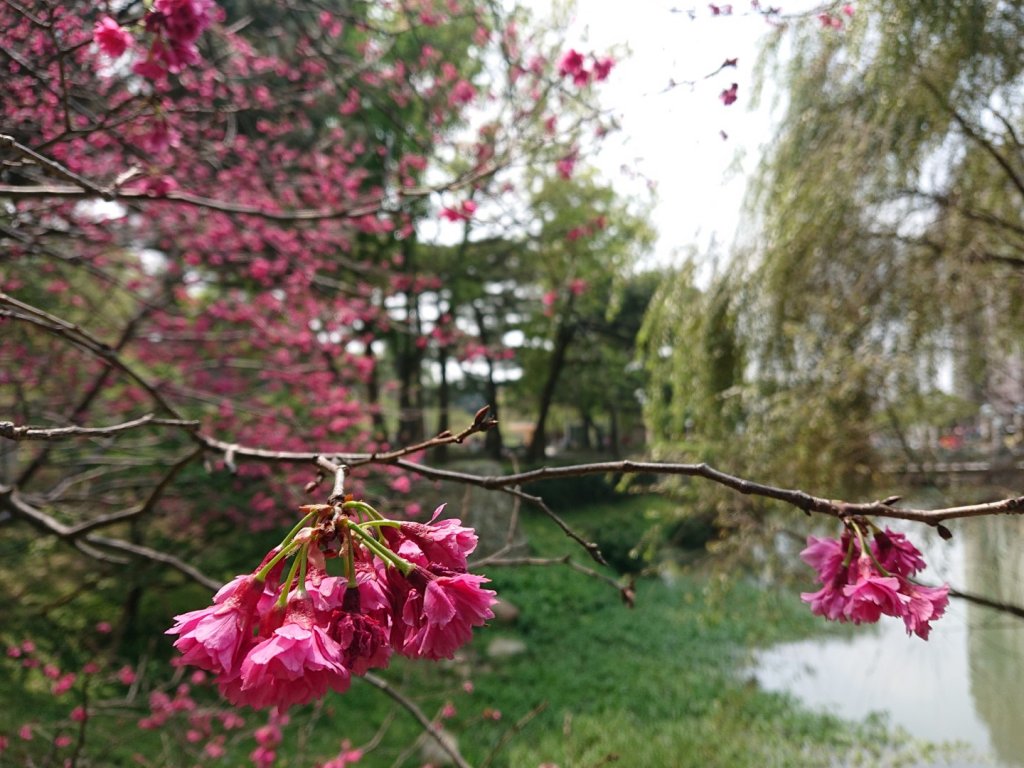 新竹公園-枕頭山封面圖