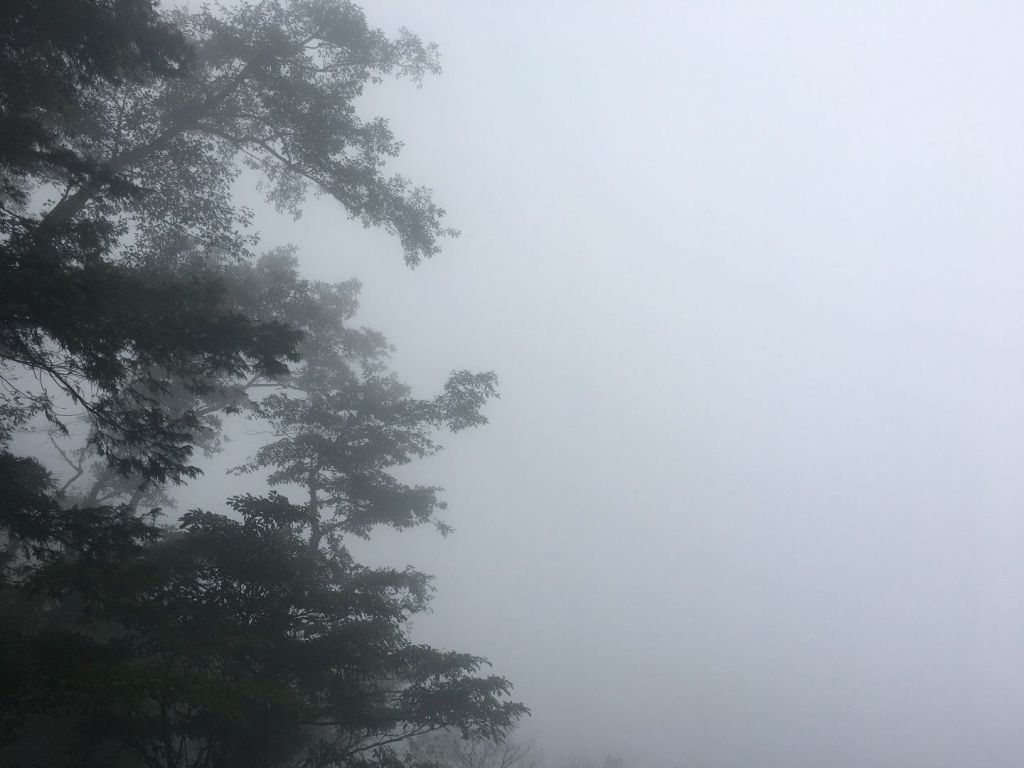 觀霧檜山巨木森林步道_171708
